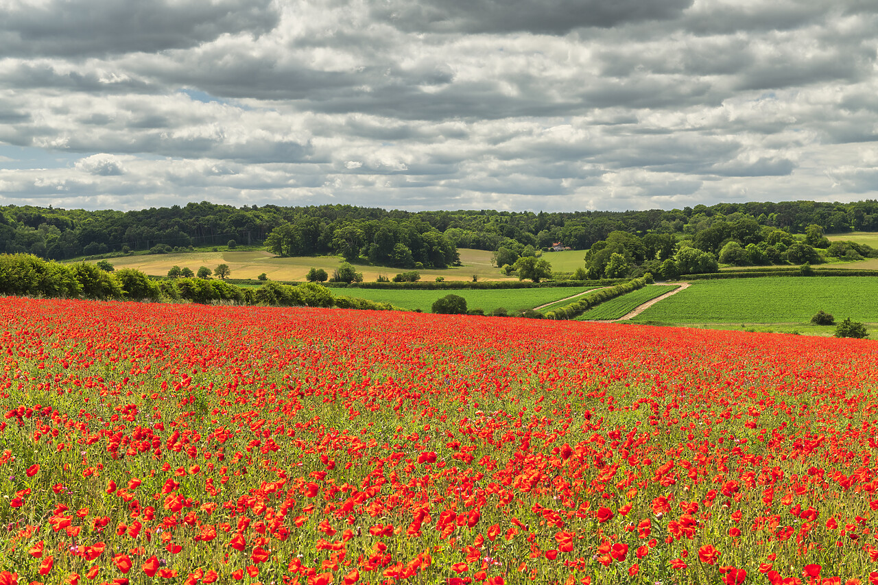 #220321-1 - Field English Poppies, North Norfolk, England