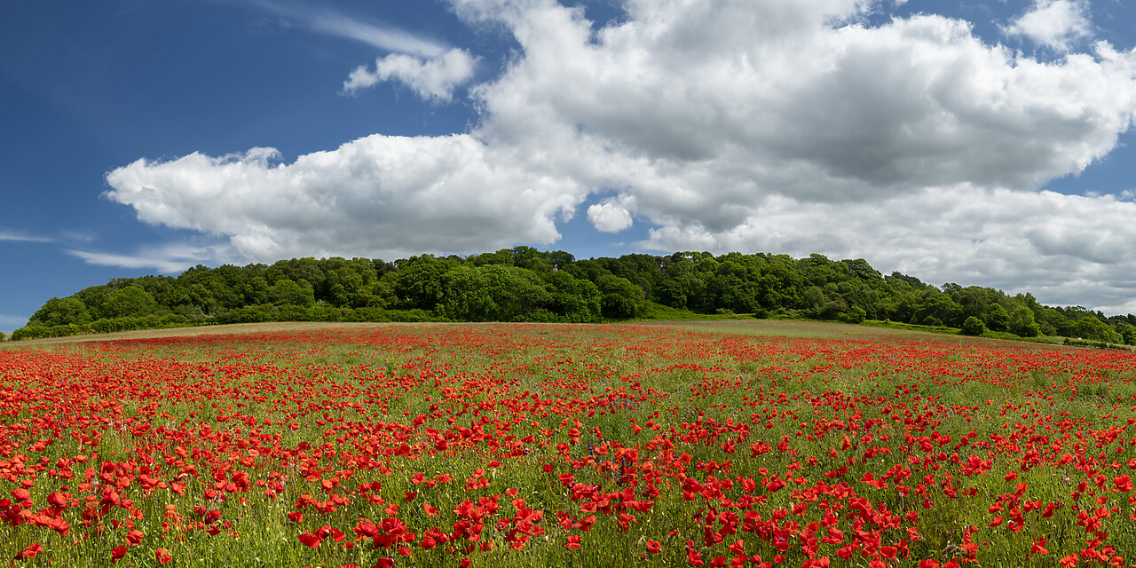 #220322-1 - Field English Poppies, North Norfolk, England