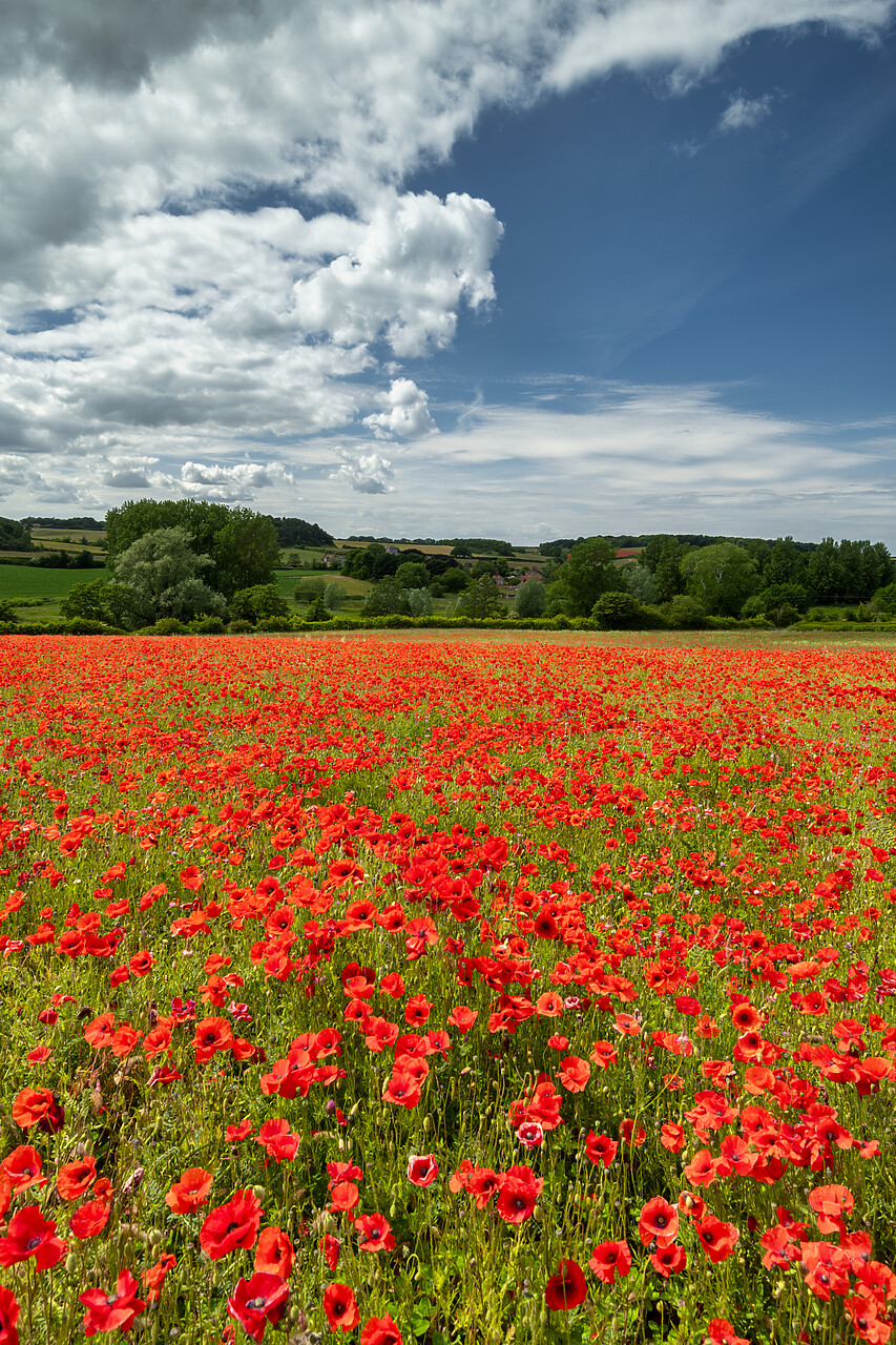 #220323-1 - Field English Poppies, North Norfolk, England