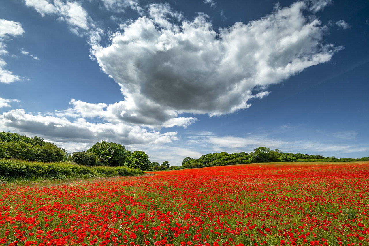 #220324-1 - Field English Poppies, North Norfolk, England