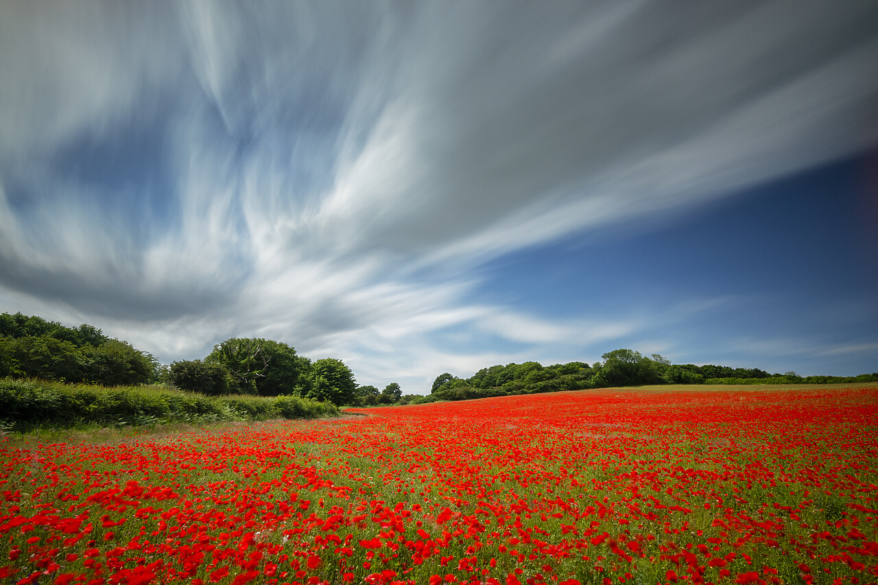 #220325-1 - Field English Poppies, North Norfolk, England