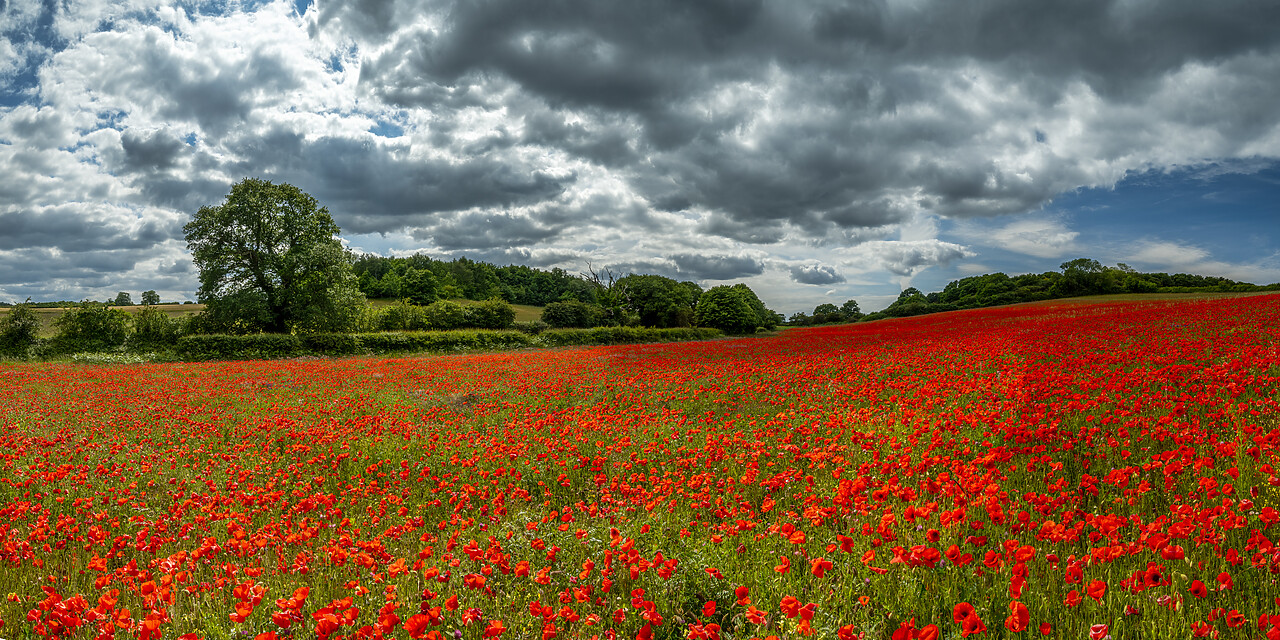 #220326-1 - Field English Poppies, North Norfolk, England