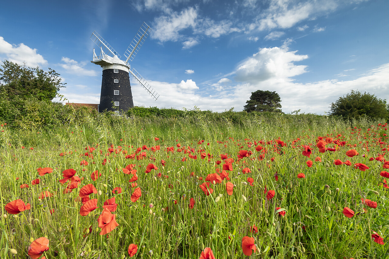 #220330-1 - Burnham Overy Mill & Field of Poppies, Norfolk, England