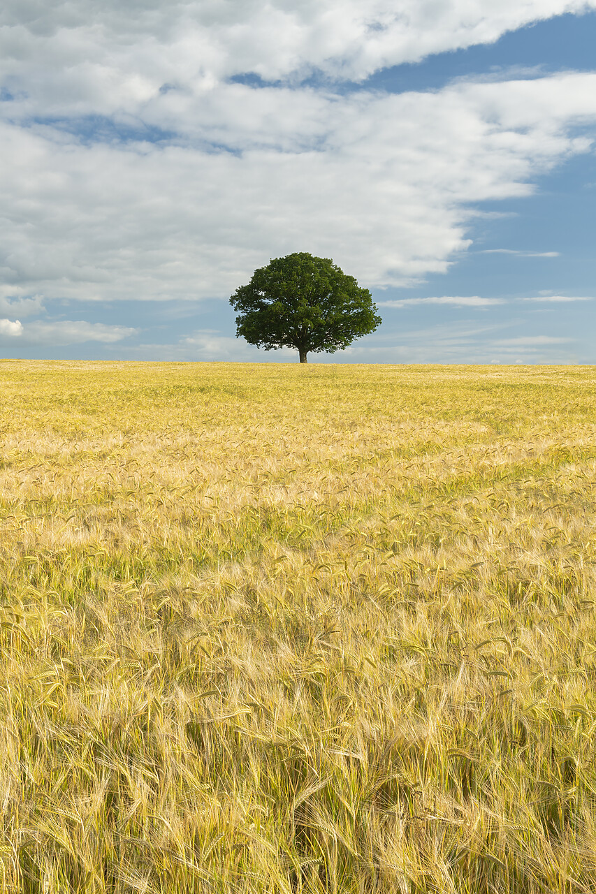 #220332-2 - Lone Tree in Field of Wheat, Norfolk, England