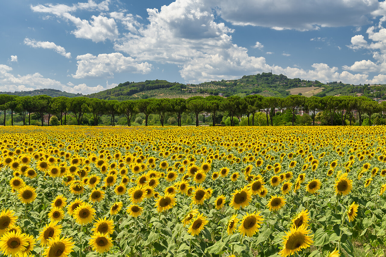 #220339-1 - Sunflower Field, near Perugia, Umbria, Italy