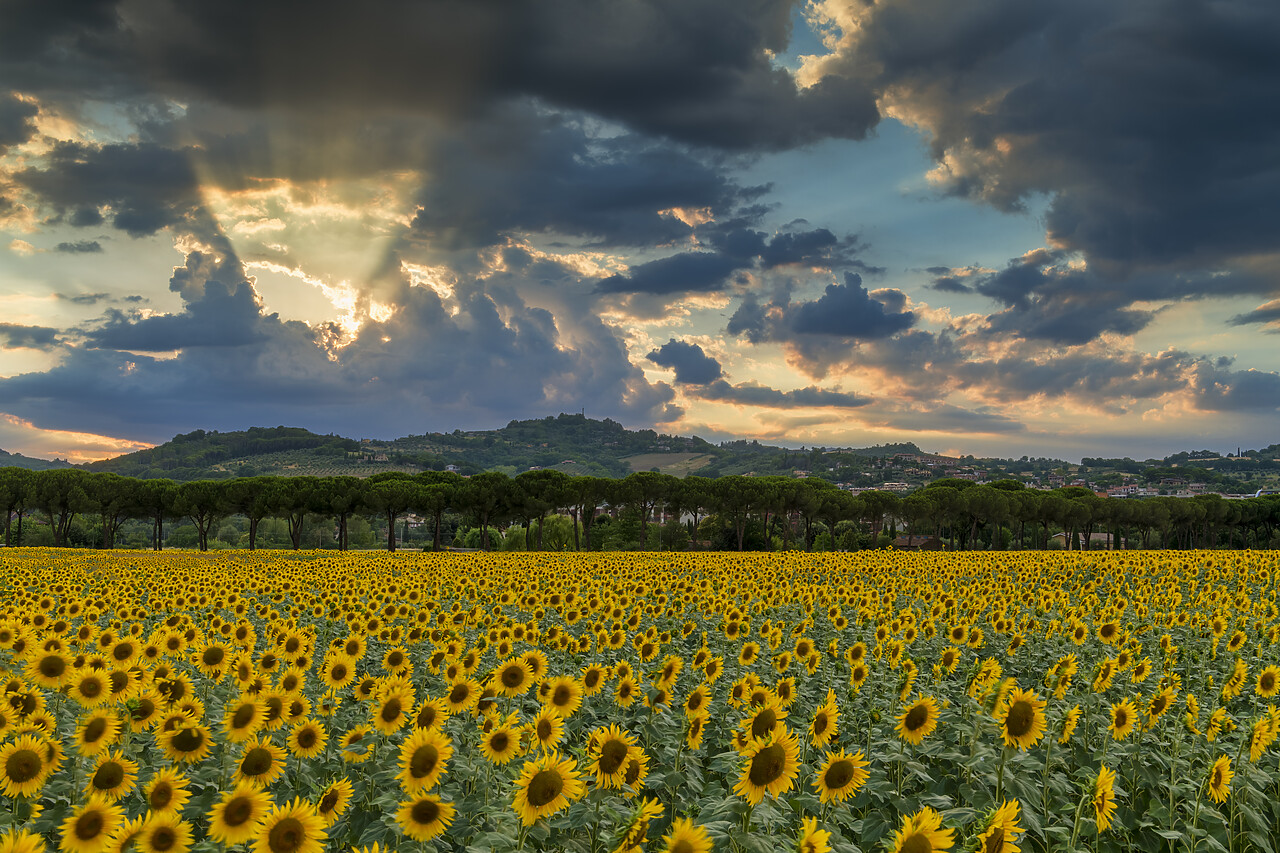 #220340-1 - Sun Rays over Sunflower Field, near Perugia, Umbria, Italy
