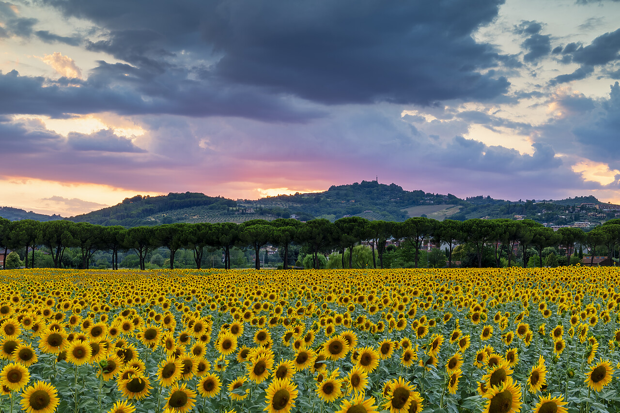 #220341-1 - Sunflower Field at Sunset, near Perugia, Umbria, Italy