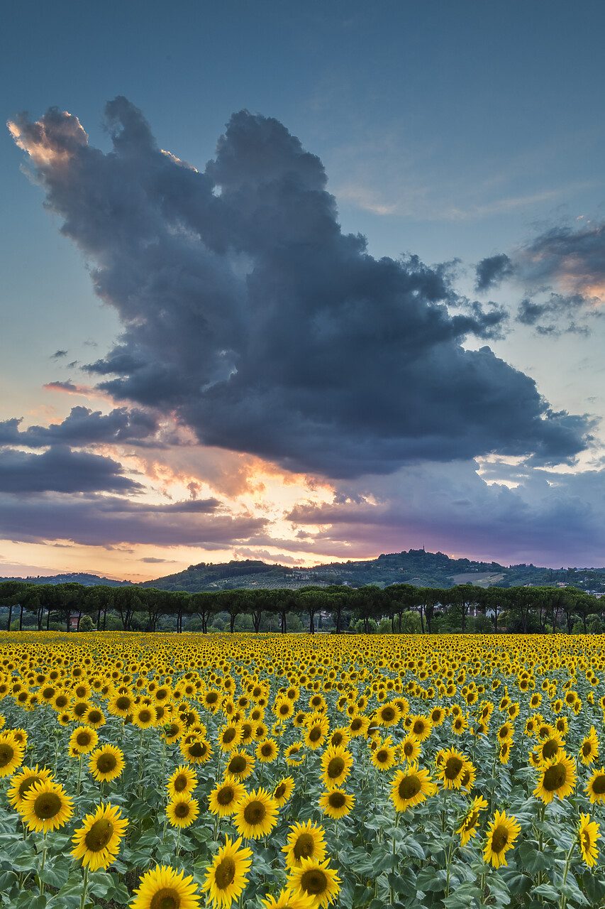 #220342-1 - Sunflower Field at Sunset, near Perugia, Umbria, Italy