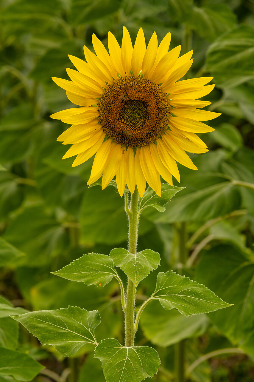 #220343-1 - Sunflower, near Perugia, Umbria, Italy