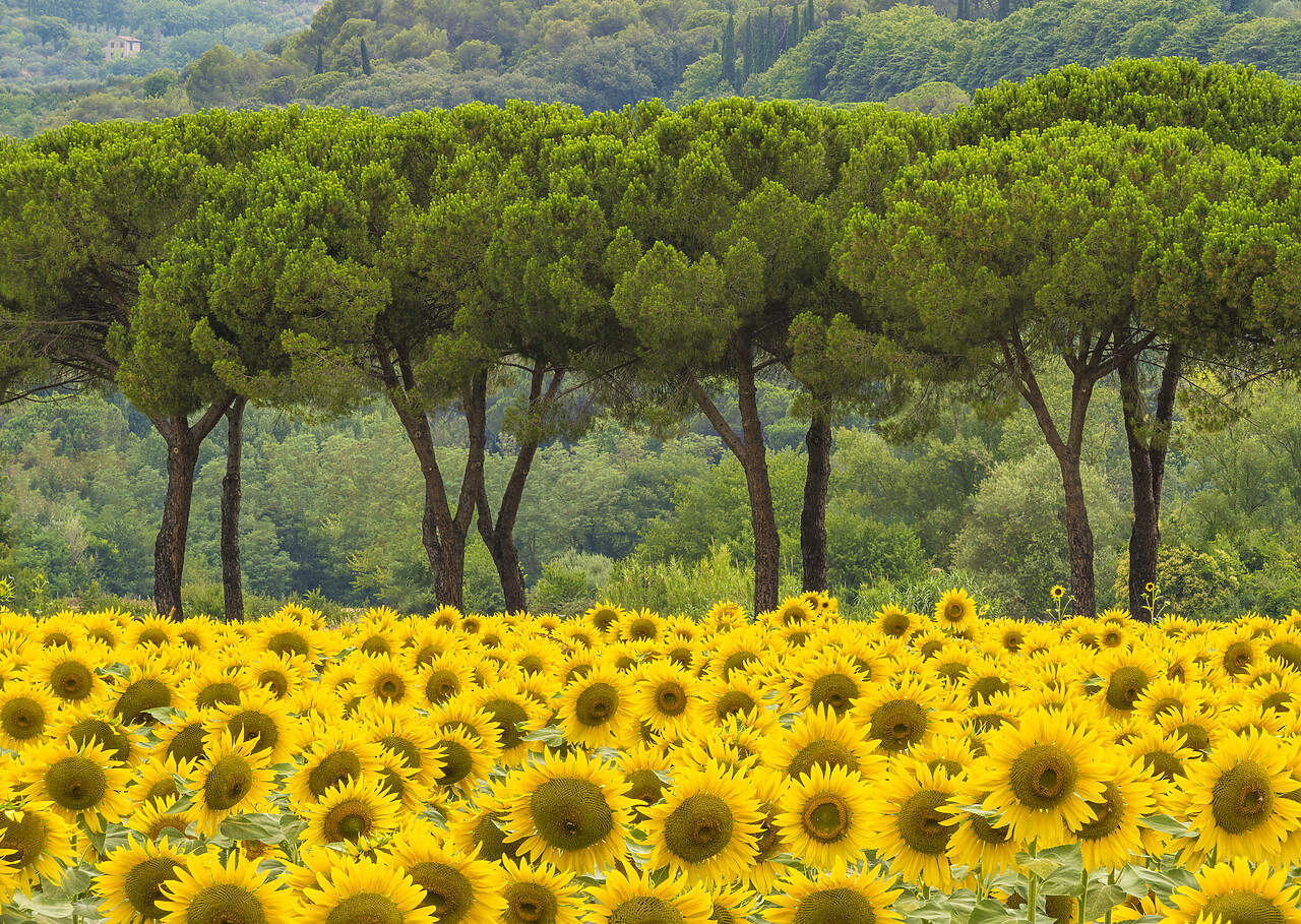 #220344-1 - Sunflowers  & Umbrella Pines, near Perugia, Umbria, Italy
