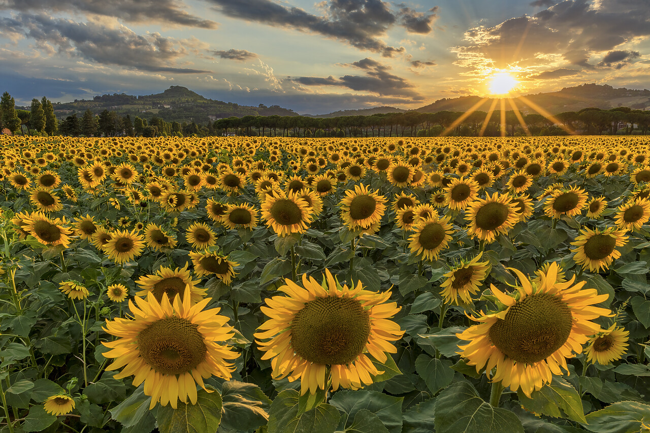 #220345-1 - Sunflower Field at Sunset, near Perugia, Umbria, Italy