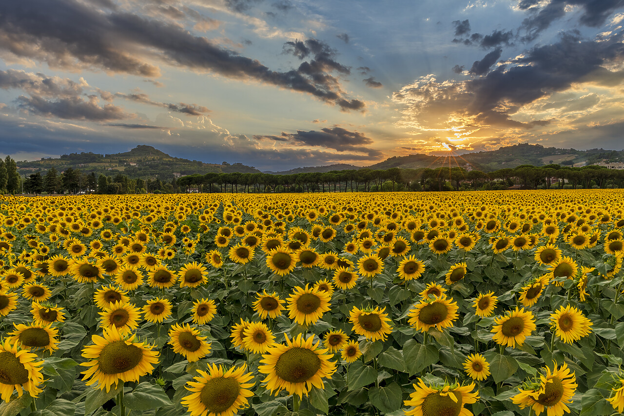 #220346-1 - Sunflower Field at Sunset, near Perugia, Umbria, Italy
