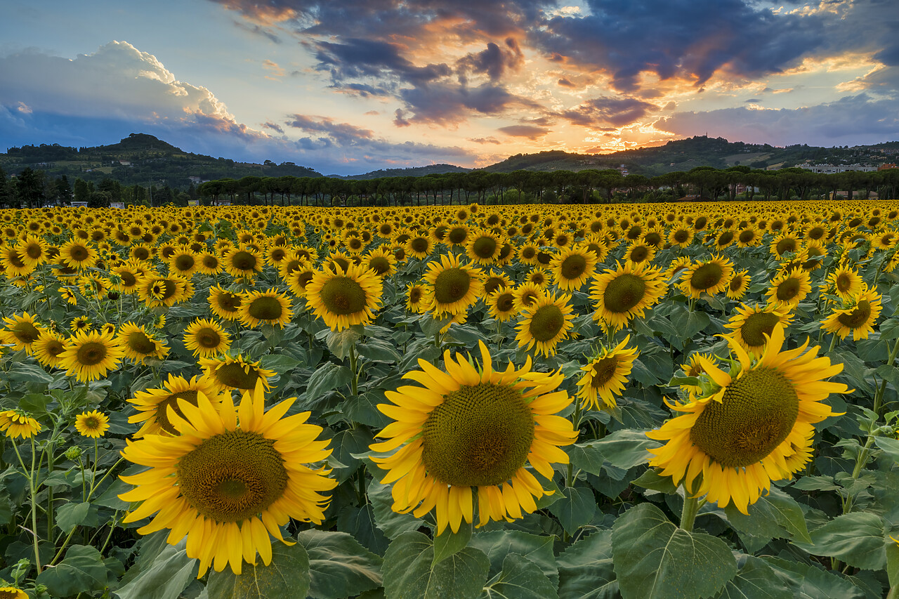 #220347-1 - Sunflower Field at Sunset, near Perugia, Umbria, Italy