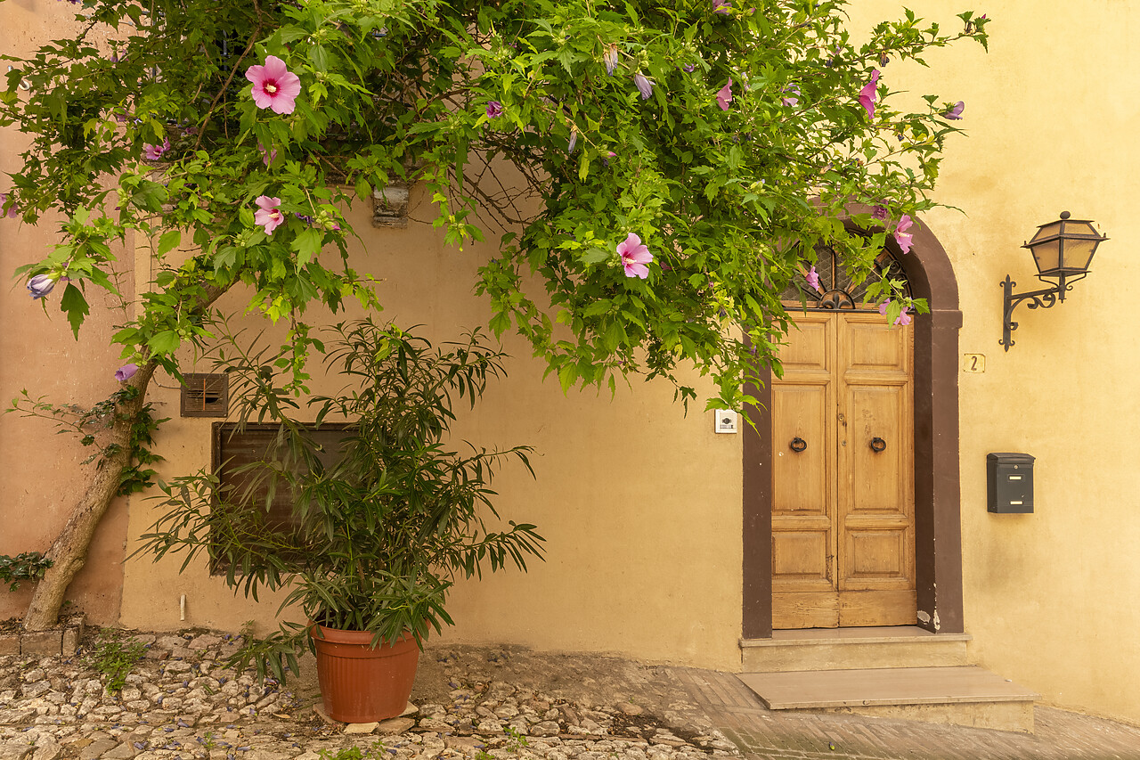 #220360-1 - Hibiscus Tree & Door, Orvieto, Umbria, Italy