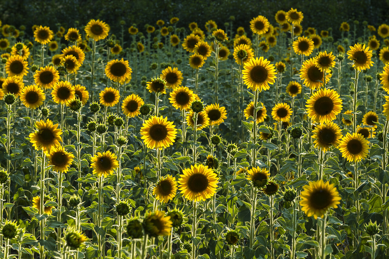 #220364-1 - Field of Sunflowers, Castel San Felice, Umbria, Italy