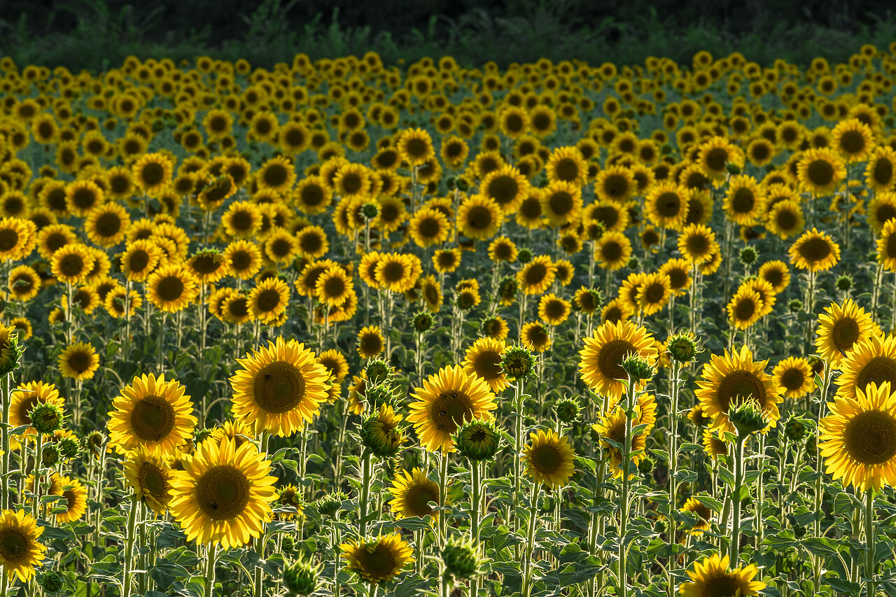 #220365-1 - Field of Sunflowers, Castel San Felice, Umbria, Italy