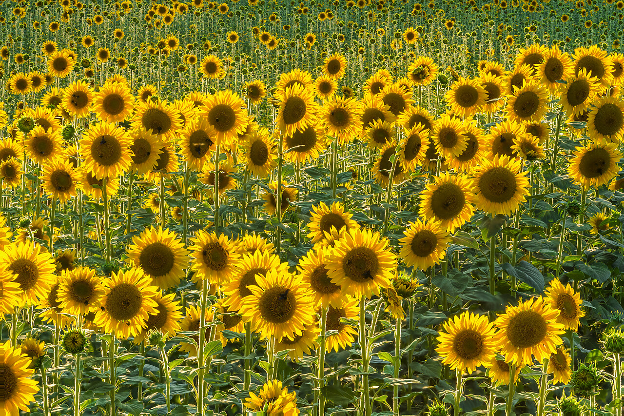 #220366-1 - Field of Sunflowers, Castel San Felice, Umbria, Italy