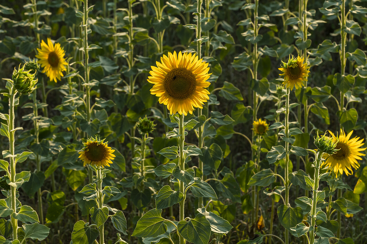 #220367-1 - Sunflowers, Castel San Felice, Umbria, Italy