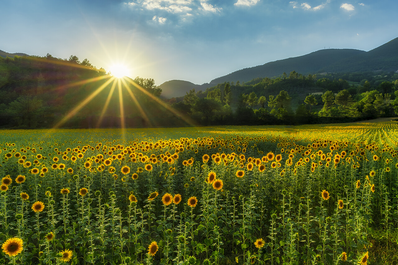 #220368-1 - Field of Sunflowers, Castel San Felice, Umbria, Italy