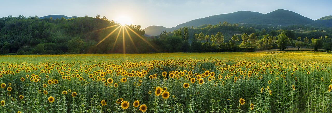 #220368-2 - Field of Sunflowers, Castel San Felice, Umbria, Italy