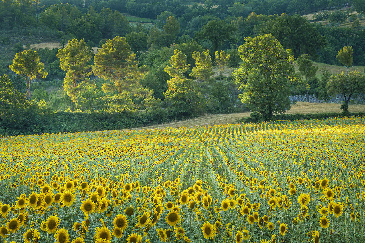 #220369-1 - Field of Sunflowers, Castel San Felice, Umbria, Italy
