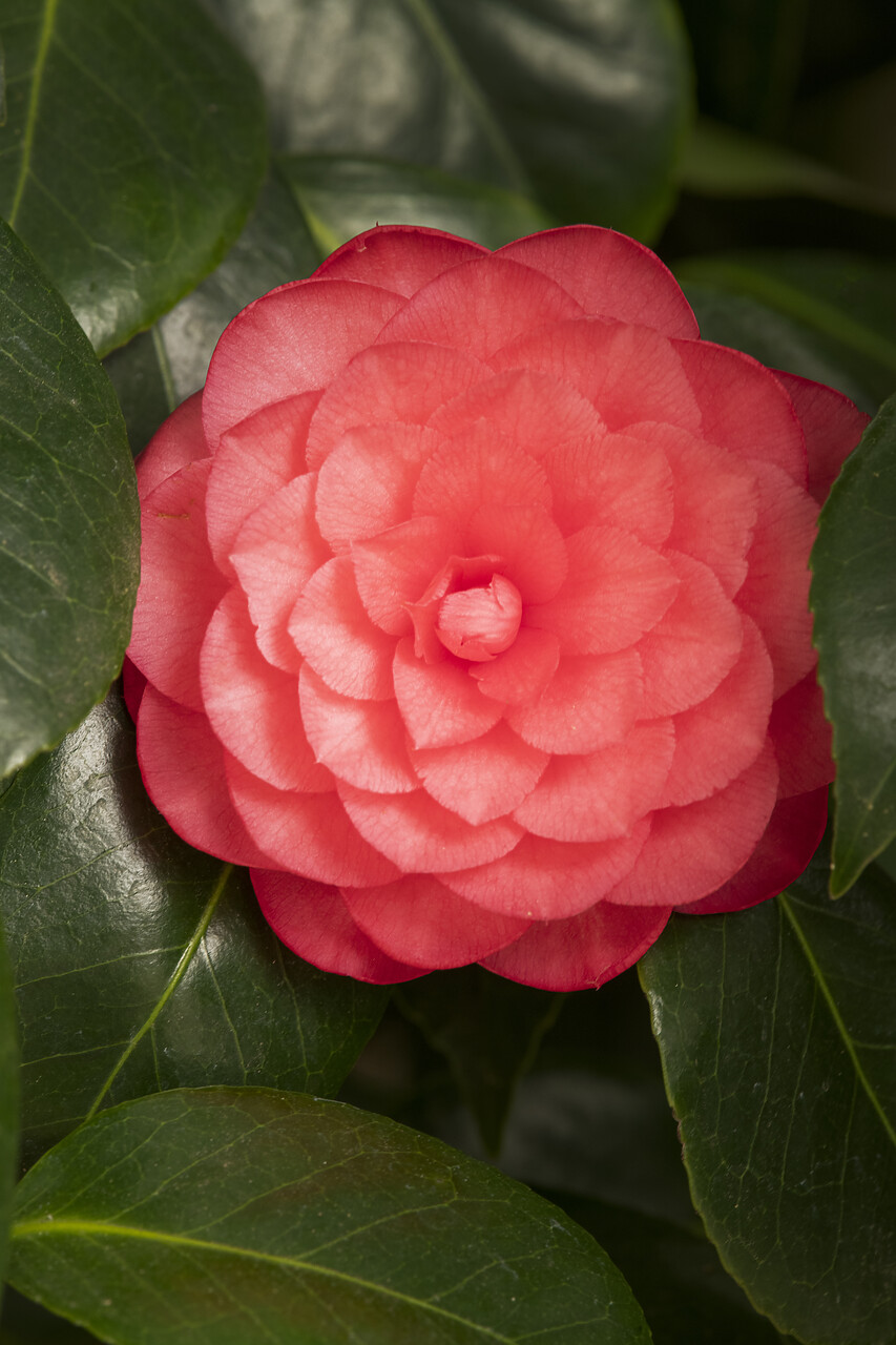 #230074-1 - Camellia Japonica, Descanso Gardens, La CanÄda, California, USA