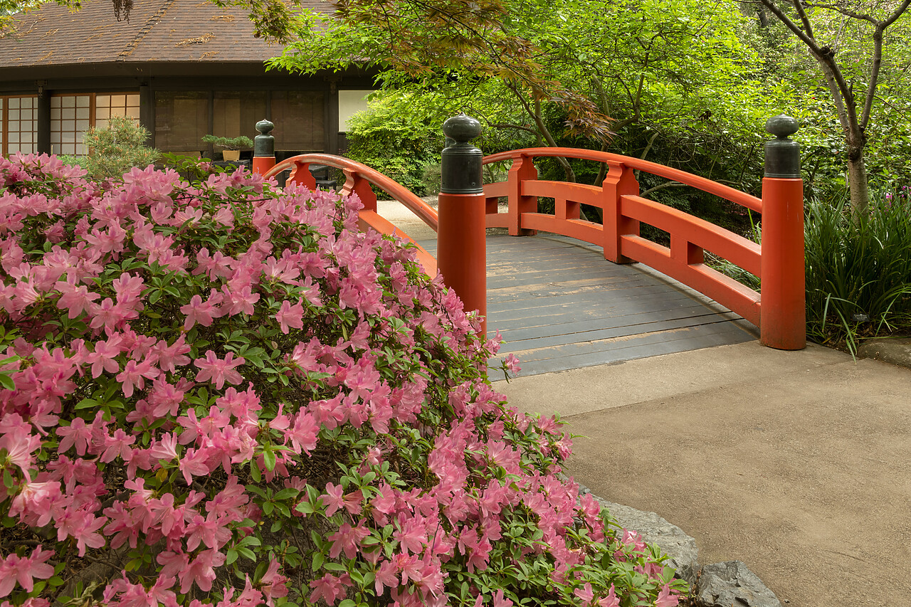 #230076-1 - Azaleas in Japanese Garden, Descanso Gardens, La CanÄda, California, USA