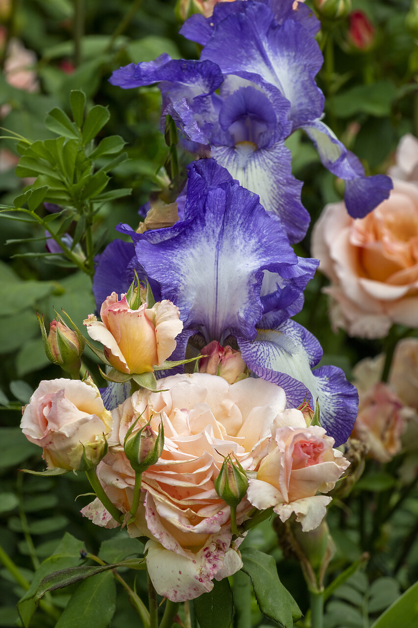 #230078-1 - Roses & Iris, Descanso Gardens, La CanÄda, California, USA
