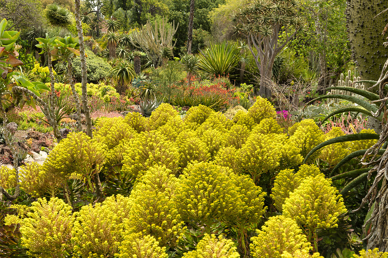 #230081-1 - Aeonium arboreum, Huntington Botanical Gardens, San Marino, California, USA