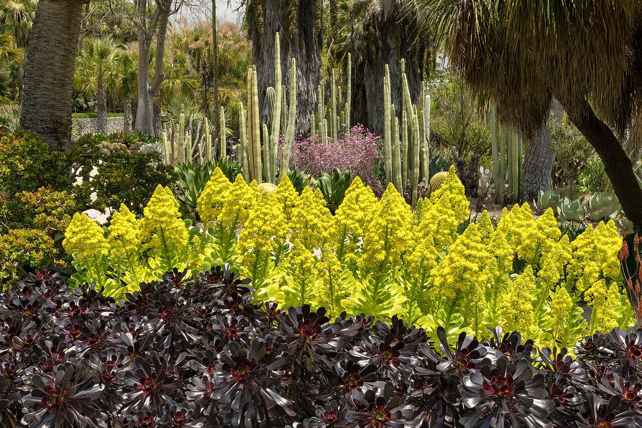 #230082-1 - Aeonium arboreum, Huntington Botanical Gardens, San Marino, California, USA