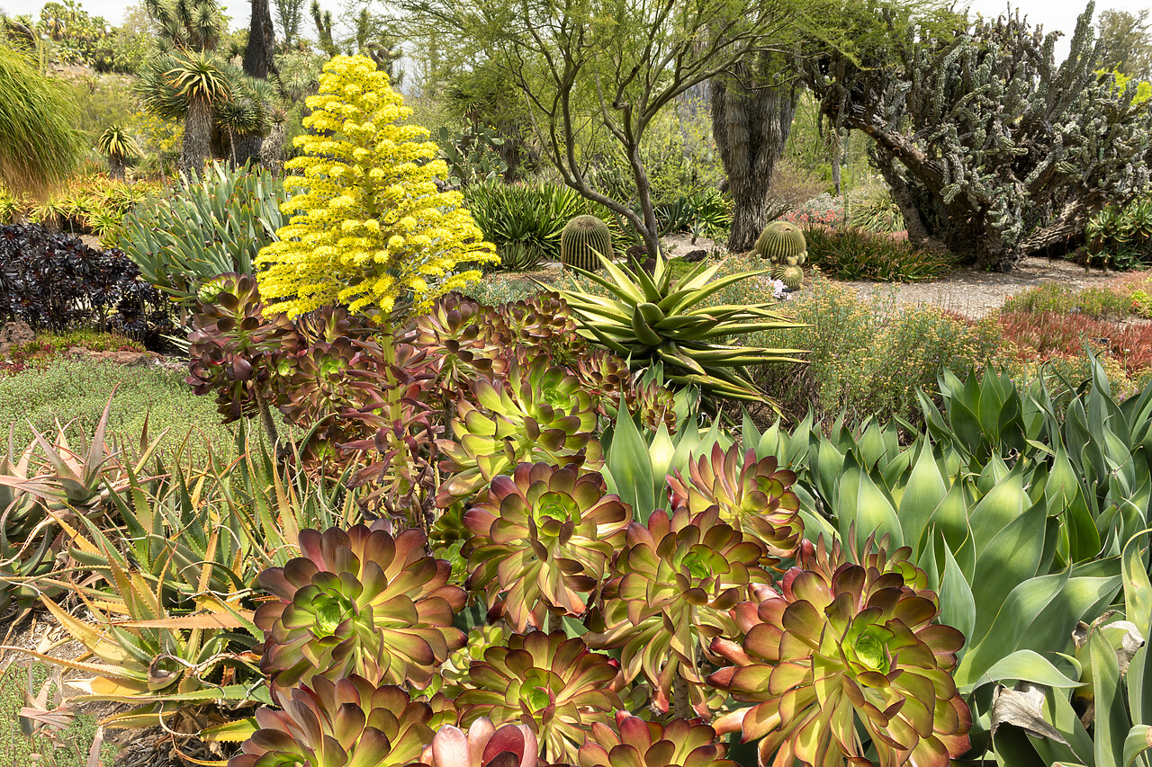 #230083-1 - Aeonium arboreum, Huntington Botanical Gardens, San Marino, California, USA