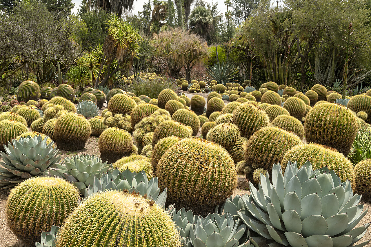 #230087-1 - Golden Barrel Cacti & Agave, Huntington Botanical Gardens, San Marino, California, USA