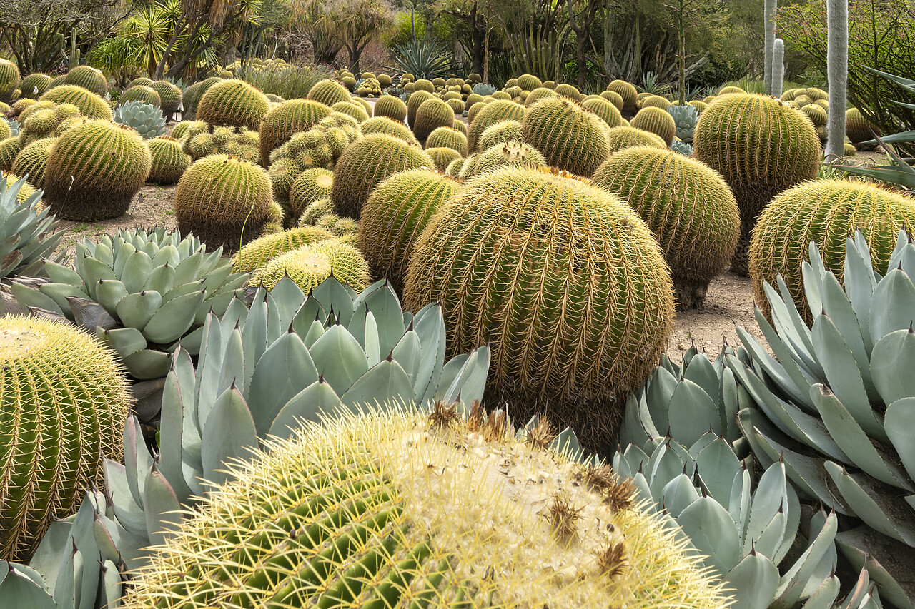 #230088-1 - Golden Barrel Cacti & Agave, Huntington Botanical Gardens, San Marino, California, USA