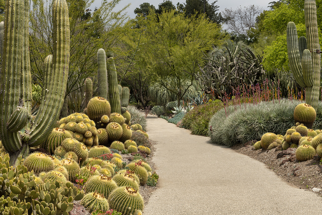 #230089-1 - Path through Desert Garden, Huntington Botanical Gardens, San Marino, California, USA