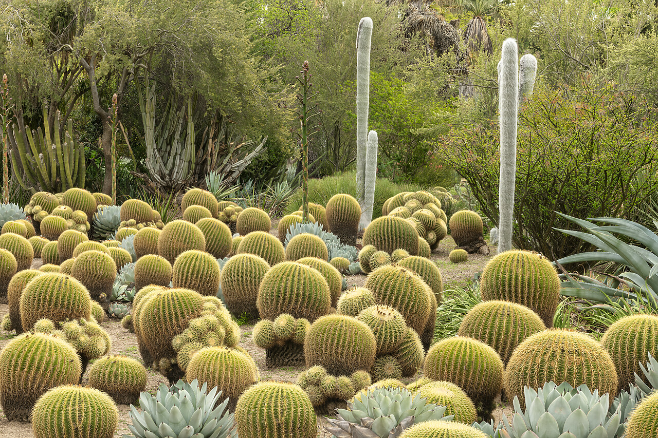 #230090-1 - Golden Barrel Cacti & Agave, Huntington Botanical Gardens, San Marino, California, USA