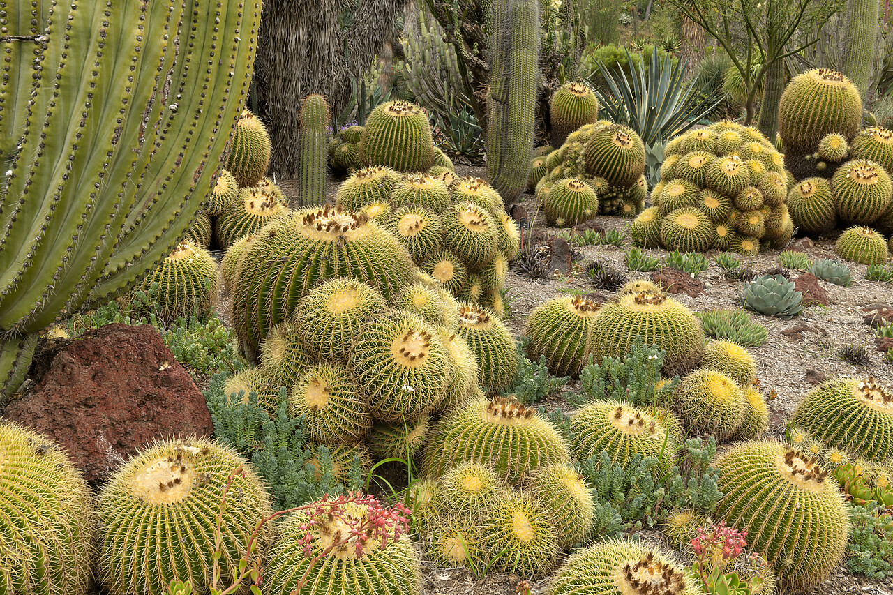 #230091-1 - Golden Barrel Cacti, Huntington Botanical Gardens, San Marino, California, USA