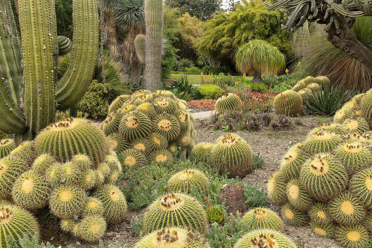 #230092-1 - Golden Barrel Cacti, Huntington Botanical Gardens, San Marino, California, USA