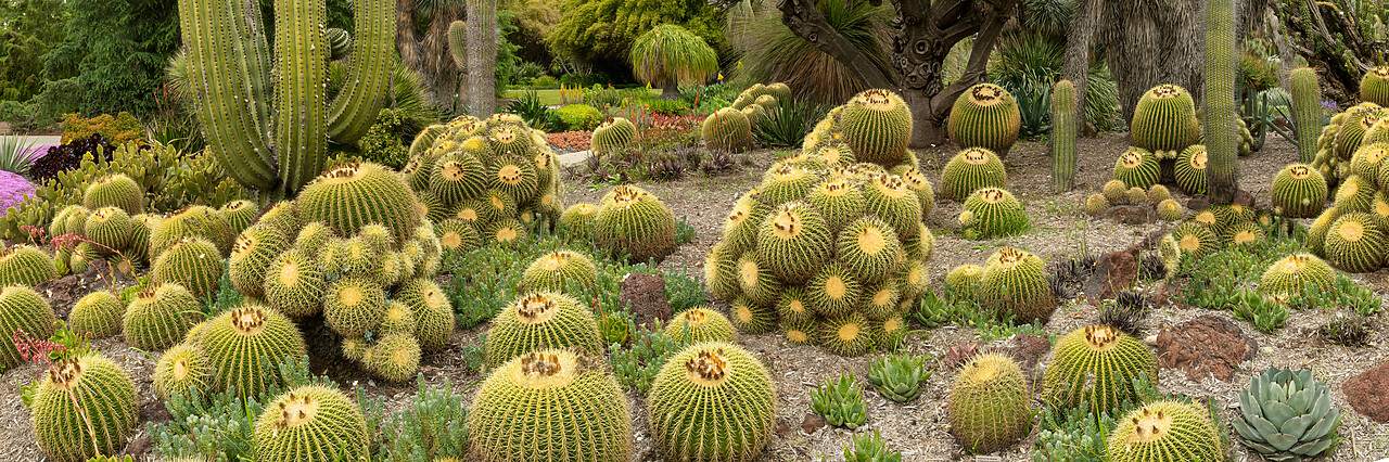#230092-2 - Golden Barrel Cacti, Huntington Botanical Gardens, San Marino, California, USA