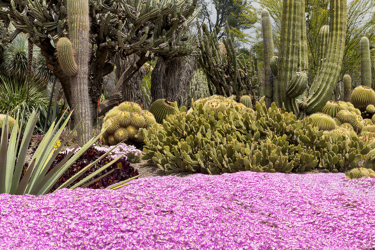 #230094-1 - The Desert Garden at Huntington Botanical Gardens, San Marino, California, USA