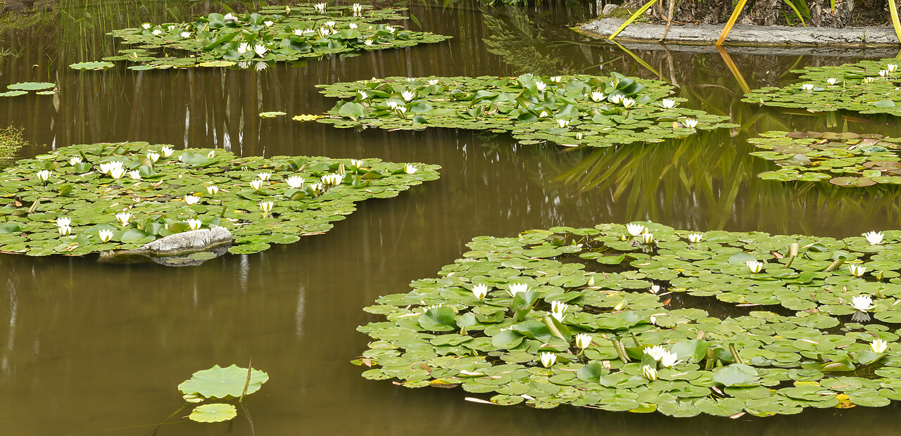 #230095-1 - Lily Pond, Huntington Botanical Gardens, San Marino, California, USA