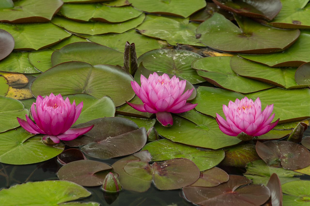 #230096-1 - Flowering Water Lilies, Huntington Botanical Gardens, San Marino, California, USA
