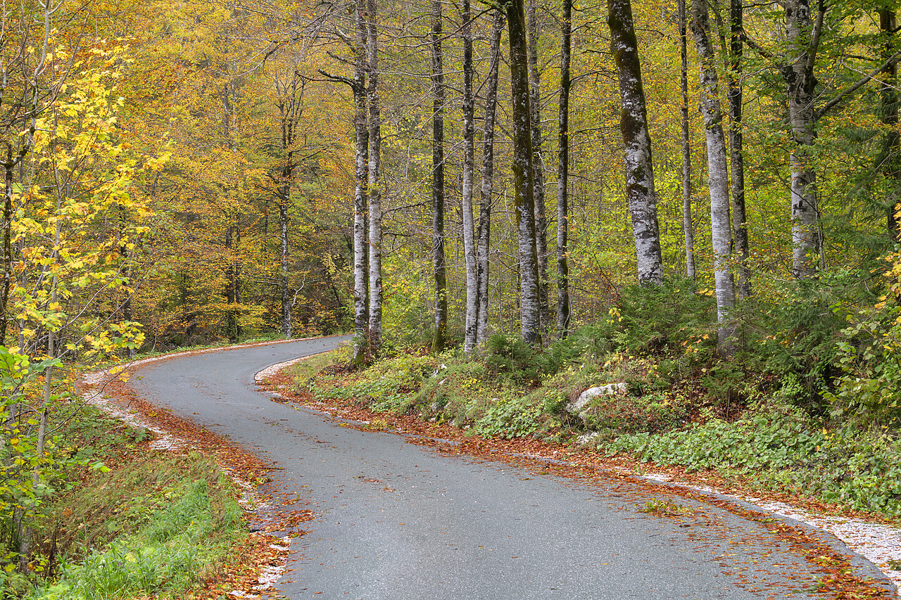 #230375-1 - Road Winding Through Autumn Forest, Triglav National Park, Slovenia