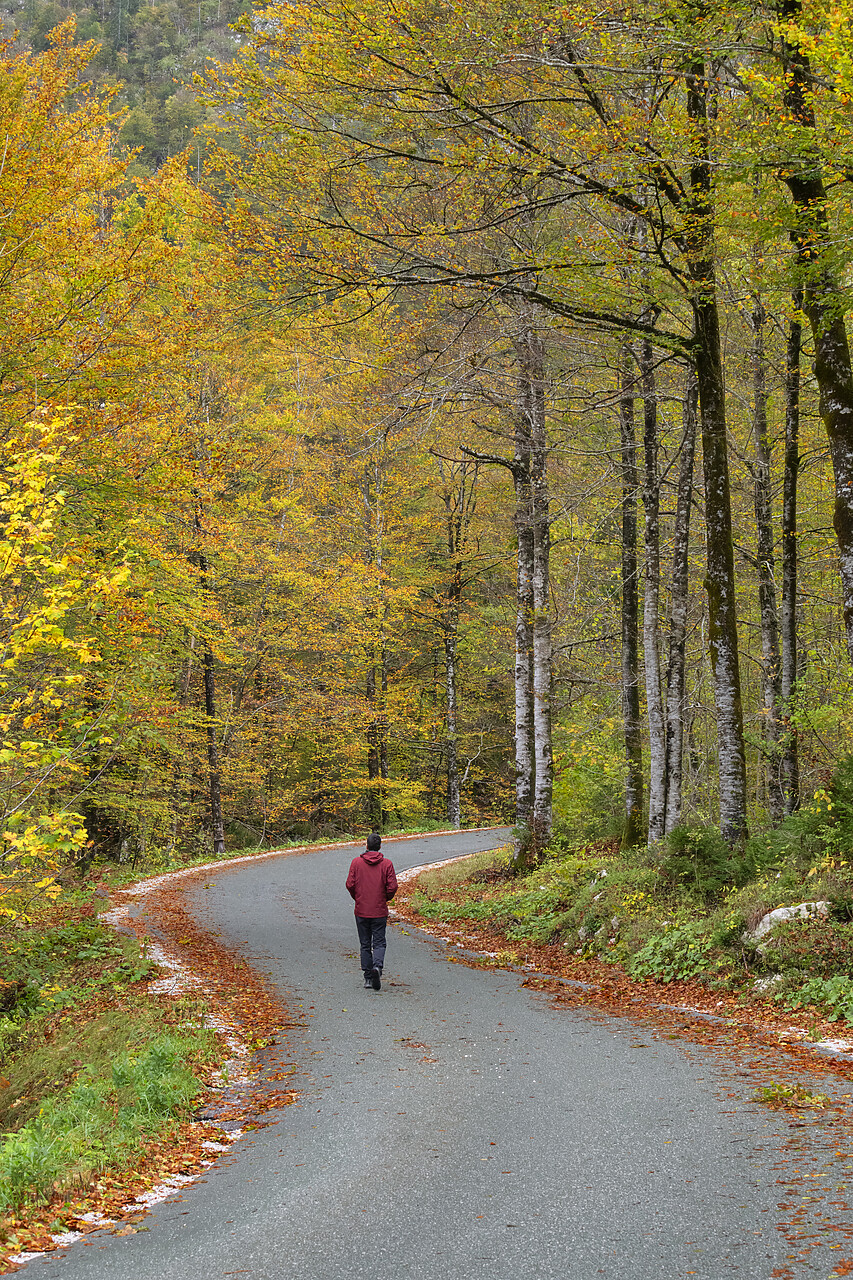 #230376-1 - Person Walking on Road Winding Through Autumn Forest, Triglav National Park, Slovenia
