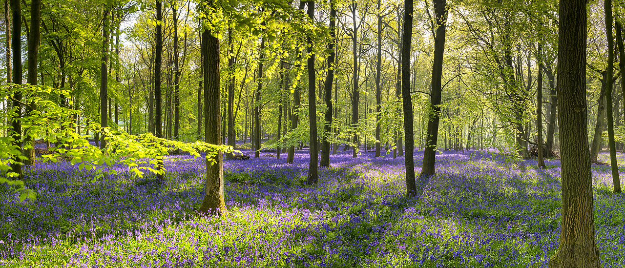 #400099-1 - Woodland of Bluebells (Hyacinthoides non-scripta) England