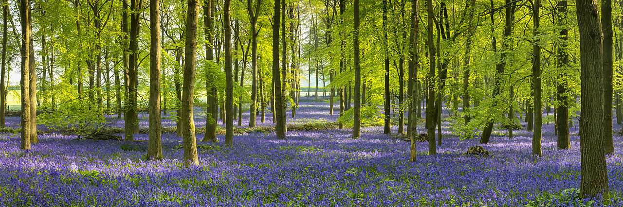 #400100-1 - Woodland of Bluebells (Hyacinthoides non-scripta) England