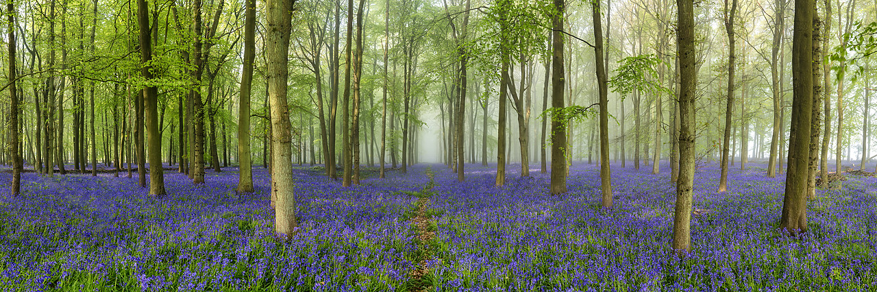 #400104-1 - Woodland of Bluebells (Hyacinthoides non-scripta) England
