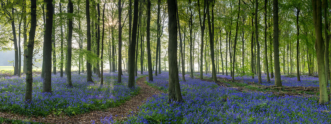 #400107-1 - Path Through Bluebell Wood (Hyacinthoides non-scripta), England