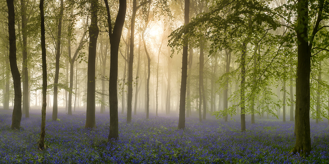 #400108-1 - Woodland of Bluebells in Mist (Hyacinthoides non-scripta) England