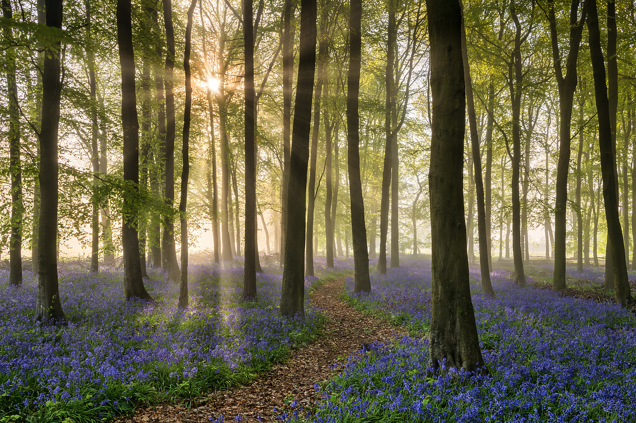 #400109-1 - Path Through Bluebell (Hyacinthoides non-scripta) Wood in Mist, England