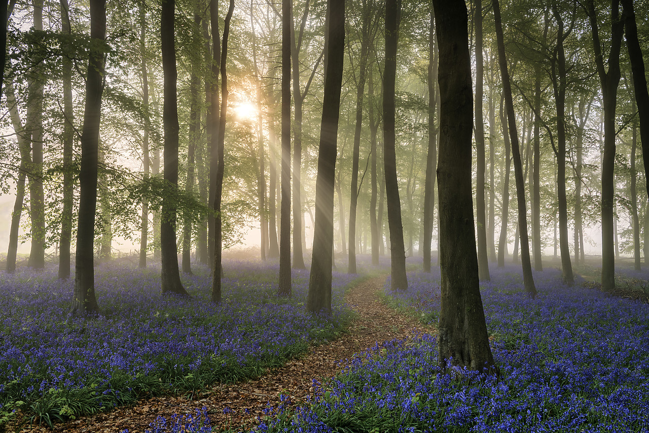 #400110-1 - Path Through Bluebell (Hyacinthoides non-scripta) Wood in Mist, England